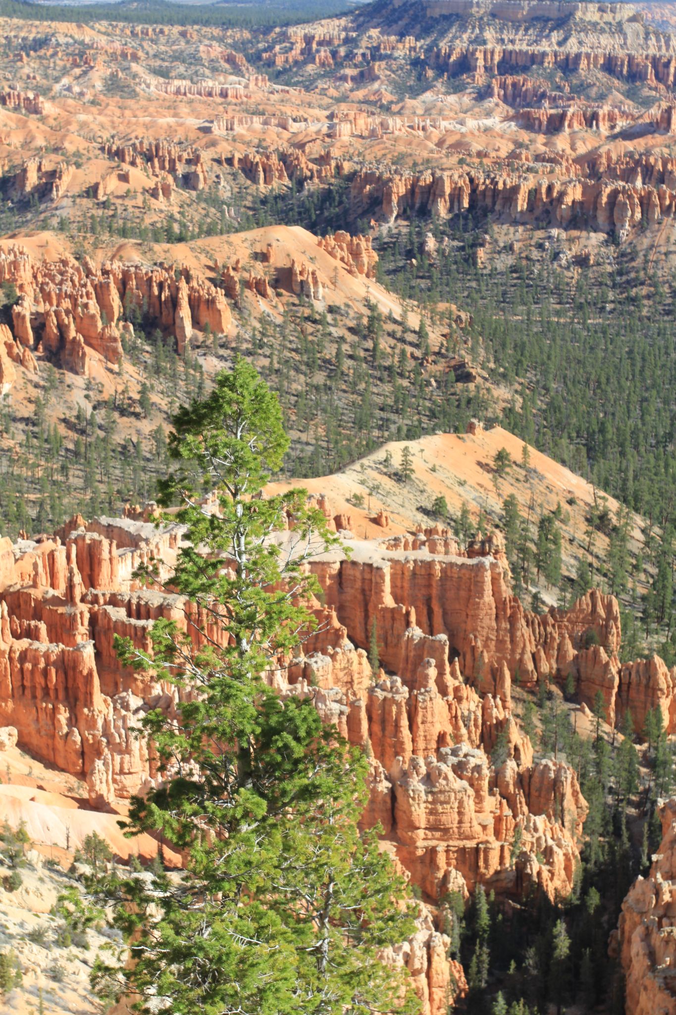 IMG 2714   Copie (2)